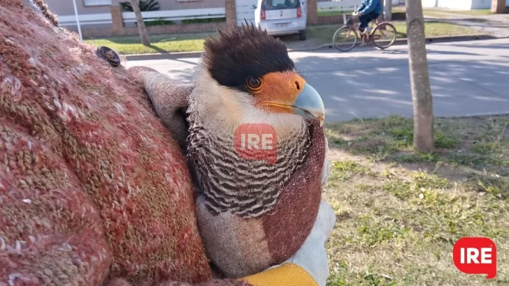 Descubrieron el problema de salud del caracará: Alguien le disparó