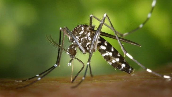 Diana solicitó a la Provincia acciones para prevenir y controlar el Dengue