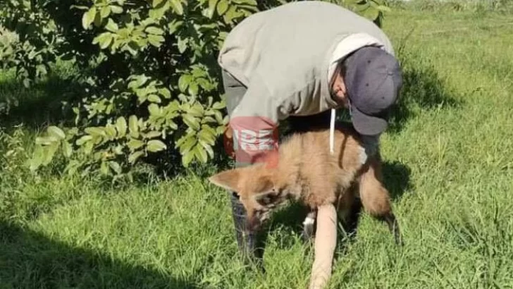 El aguará guazú rescatado ya se encuentra en la Granja Esmeralda