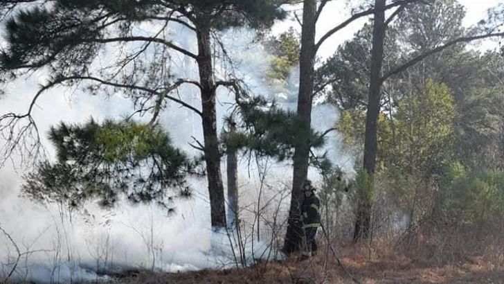 Ardió en llamas un monte de eucaliptos entre Aldao y Pueblo Andino