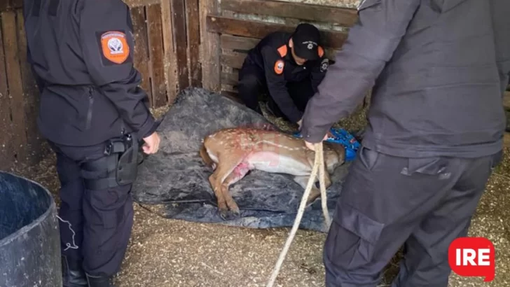 El ciervo rescatado en Oliveros fue enviado a granja La Esmeralda