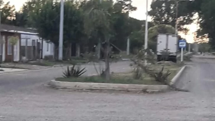 Repudio: Rompieron todas las palmeras de Av. Colón en Gaboto