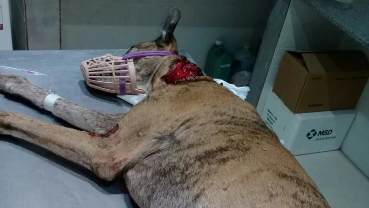 Atacaron a un perro en Gaboto y quedó gravemente herido: Piden ayuda para salvarlo