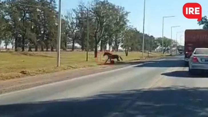 Peligro en la ruta: Un camión impactó contra un caballo en Oliveros