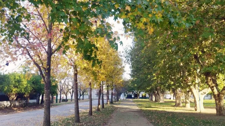 Barrancas verde: Vecinos pueden solicitar árboles para el frente de su hogar