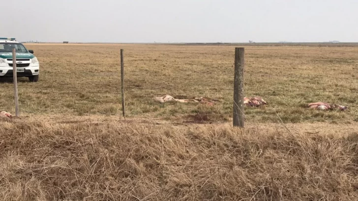 Faenaron dos vacas y robaron elementos en un campo de Oliveros