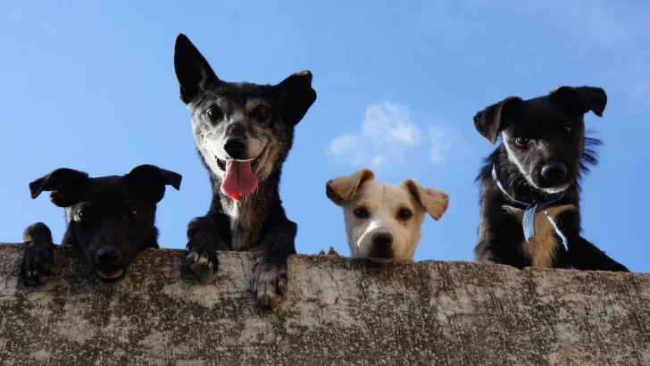 Collar Azul realizará un censo de animales en Maciel