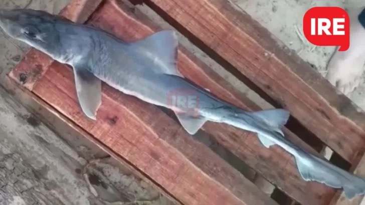 Un extraño pez sorprendió en la costa de San Lorenzo: “¿Es un tiburón o que es?”