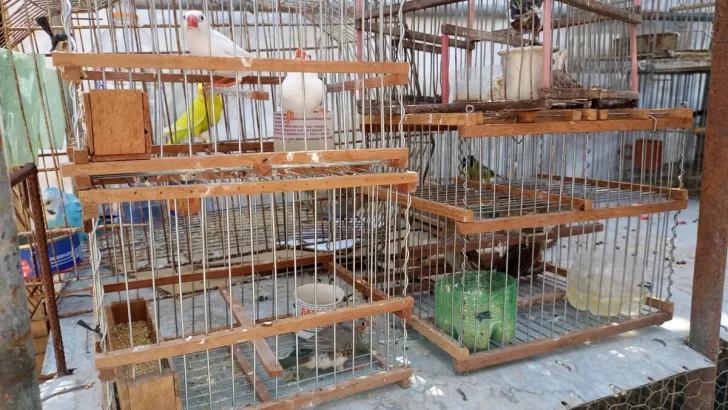 Los Pumas secuestraron más de 30 aves en una vivienda de Totoras