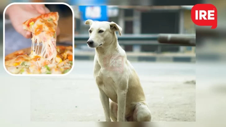 Collar Azul lanzó una venta de prepizzas para seguir ayudando a los animales