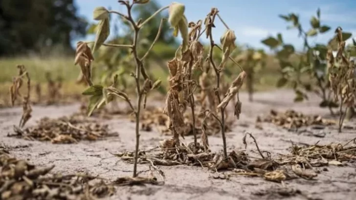 Entregarán mañana en Monje aportes para productores en emergencia agropecuaria