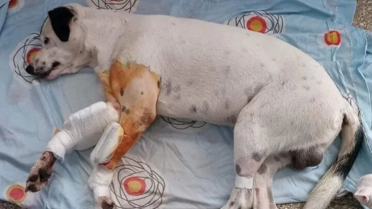 Buscan una familia para un perrito que fue atropellado accidentalmente en Oliveros