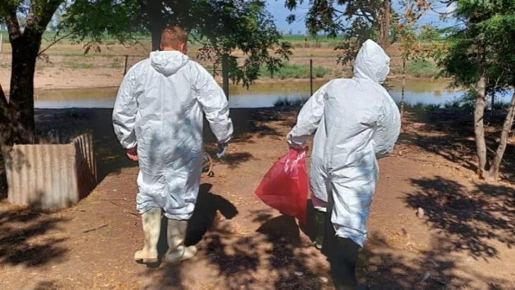 Se detectó el primer caso de gripe aviar en San Jerónimo