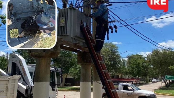 Un carancho se electrocutó y dejó a Oliveros más de dos horas sin luz
