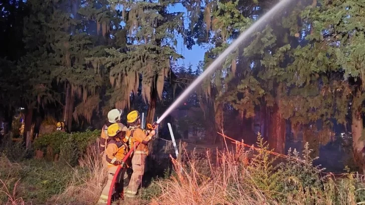 Gran susto en Serodino: Se incendiaron pinos en un patio y debieron acudir los bomberos