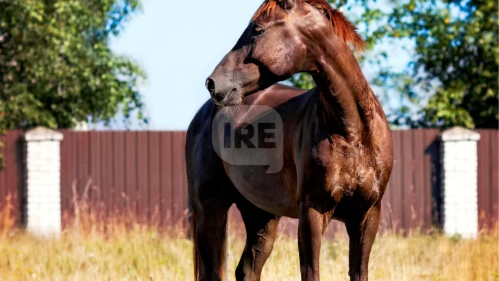 Reunión clave en Carrizales para controlar y ordenar los caballos sueltos