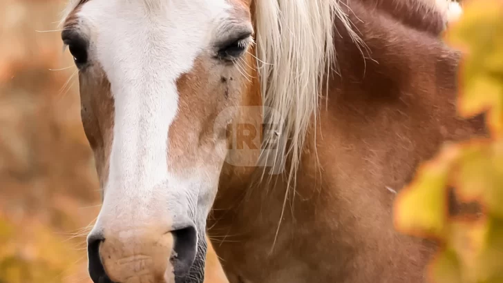 Murió un hombre de encefalitis equina del oeste y hay seis personas contagiadas en Santa Fe