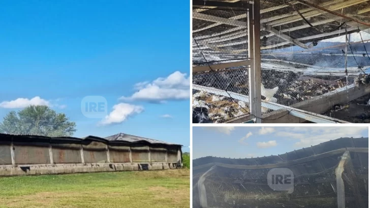 Feroz incendio en un galpón de gallinas en Oliveros dejó pérdidas totales