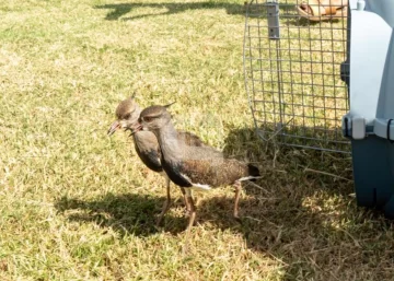 Rescataron 109 aves de 8 especies diferentes destinadas a la venta ilegal