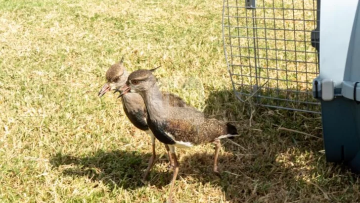 Rescataron 109 aves de 8 especies diferentes destinadas a la venta ilegal