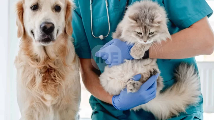 Tiene fecha una nueva jornada de castración masiva para perros y gatos en Timbúes