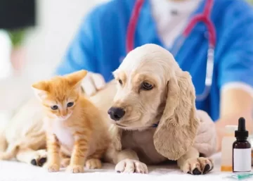 Campaña de castración y vacunación antirrábica para perros y gatos en Serodino