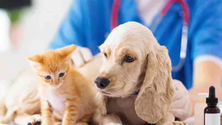Campaña de castración y vacunación antirrábica para perros y gatos en Serodino