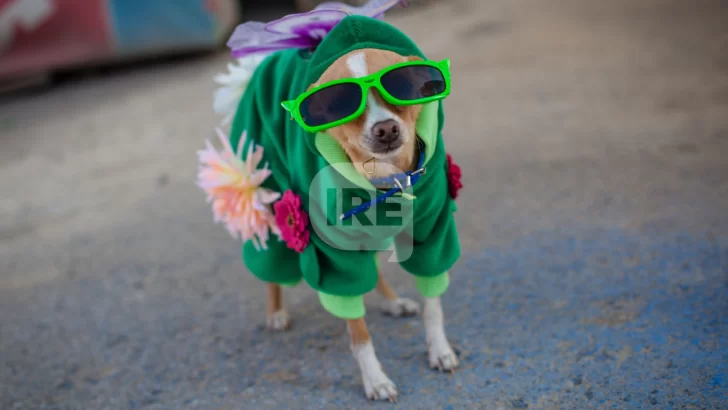 Monje celebrará el día del animal en el predio del ferrocarril con juegos, sorteos y concursos