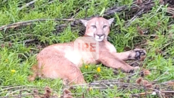 Un vecino asegura haber visto un puma en las inmediaciones de la cooperativa en Barrancas