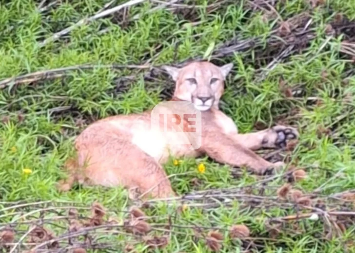 Un vecino asegura haber visto un puma en las inmediaciones de la cooperativa en Barrancas