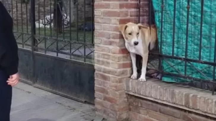 Bomberos rompieron una reja y rescataron a un perrito atrapado en San Lorenzo