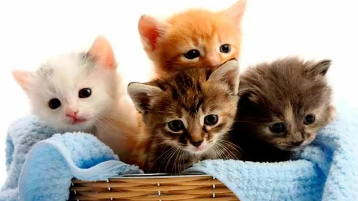 Amor y Cuidado: Celebra el día Internacional del gato y conoce los eventos históricos del 8 de Agosto