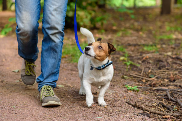 Se suspendió la 2ª Caninata: Un paseo para promover la adopción y la tenencia responsable en San Lorenzo
