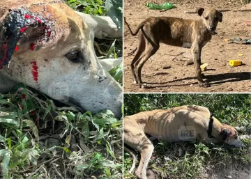 Mascotas Oliveros busca hogar, tránsito o adopción para perros abandonados en situación crítica