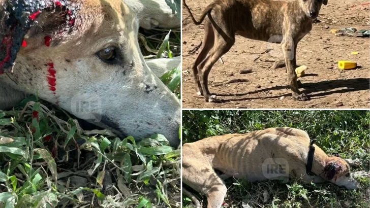 Mascotas Oliveros busca hogar, tránsito o adopción para perros abandonados en situación crítica
