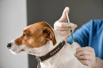 Maciel realizará una nueva jornada de vacunación antirrábica para perros y gatos