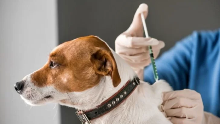 Maciel realizará una nueva jornada de vacunación antirrábica para perros y gatos
