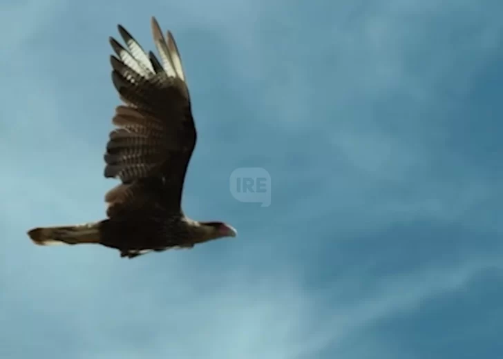 Naturaleza plena: En un día detectaron más de 50 tipos de aves en el Parque Nacional Islas de Santa Fe