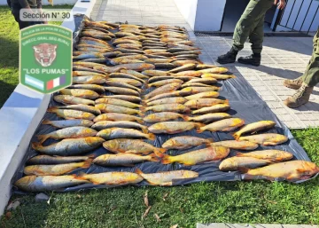 Los Pumas decomisaron más de 120 dorados capturados ilegalmente en el río Coronda