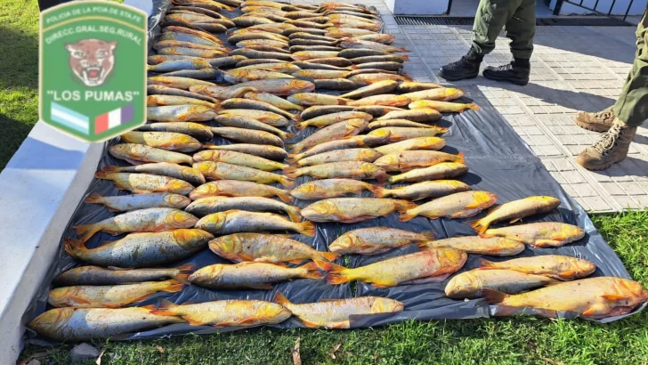 Los Pumas decomisaron más de 120 dorados capturados ilegalmente en el río Coronda