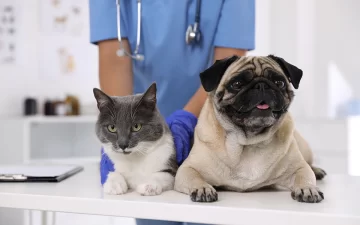 Barrancas lanza una nueva campaña gratuita de esterilización para animales comunitarios