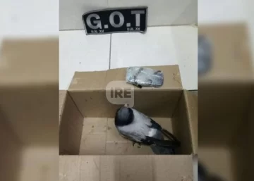 Vecinos de la Cárcel de Coronda encontraron una paloma con un teléfono atado a sus patas
