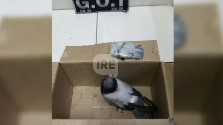 Vecinos de la Cárcel de Coronda encontraron una paloma con un teléfono atado a sus patas