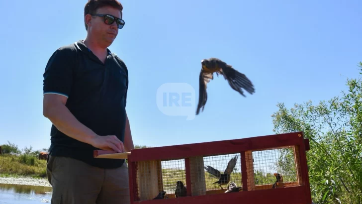 Liberaron aves silvestres rescatadas cerca de Desvío Arijón