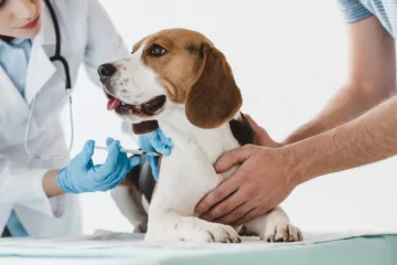 Monje y Andino organizaron una campaña de vacunación antirrábica gratuita para mascotas