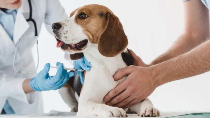 Monje y Andino organizaron una campaña de vacunación antirrábica gratuita para mascotas