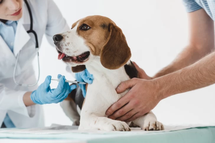Monje y Andino organizaron una campaña de vacunación antirrábica gratuita para mascotas