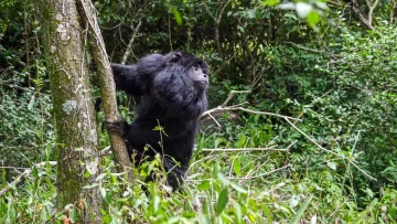 Biodiversidad: Provincia ya liberó más de 350 animales silvestres en 2025