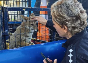 Rescataron una zorra gris encontrada en el patio de una vivienda en San Lorenzo