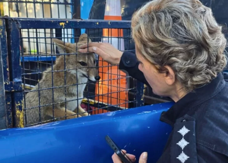 Rescataron una zorra gris encontrada en el patio de una vivienda en San Lorenzo